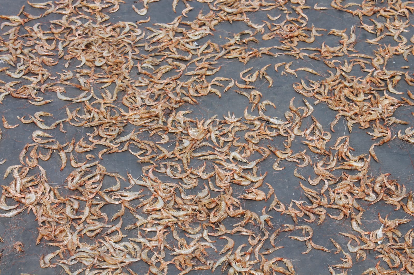 Prawns drying under the open sun