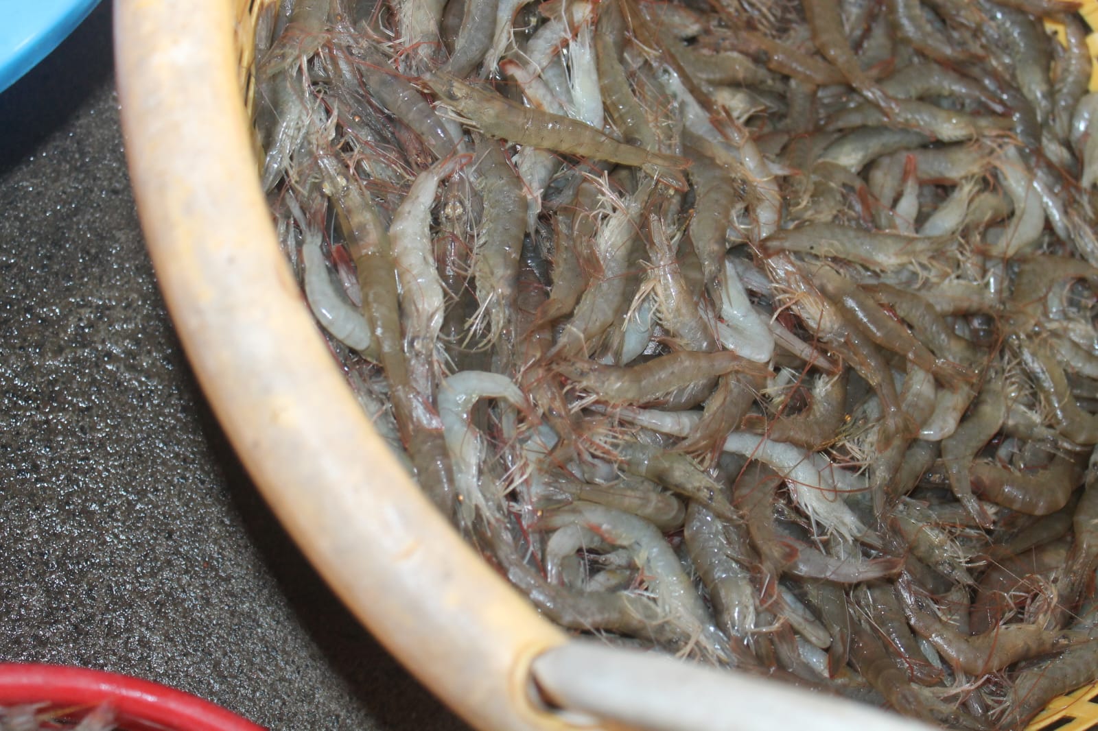 Fresh prawns straight off the morning boats in a basket
