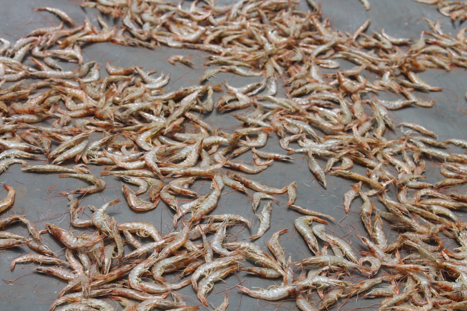 Prawns drying on the racks at the yard